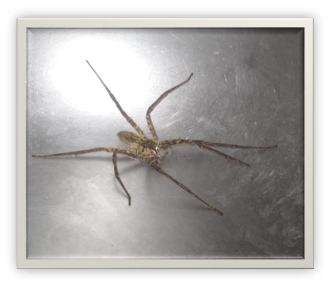 My spirit animal is the Wolf Spider?! - Enchanted Rant
