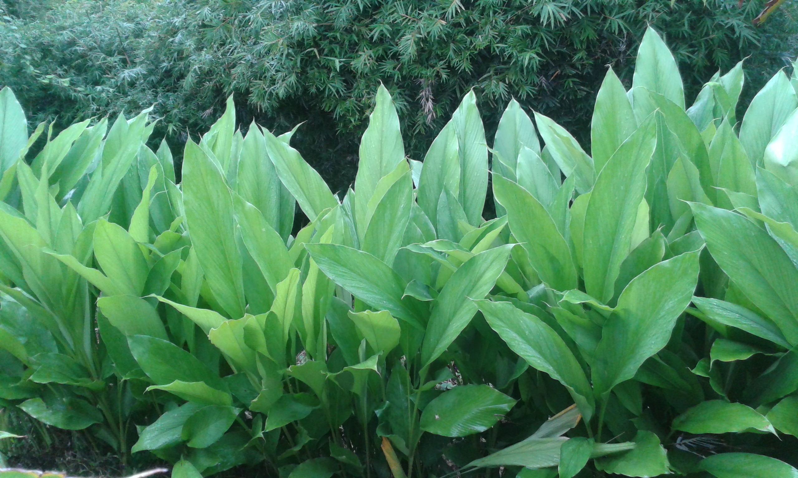 Turmeric/Curcuma